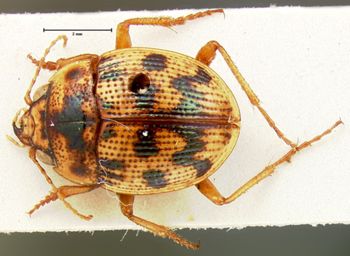 Media type: image;   Entomology 131 Aspect: habitus dorsal view